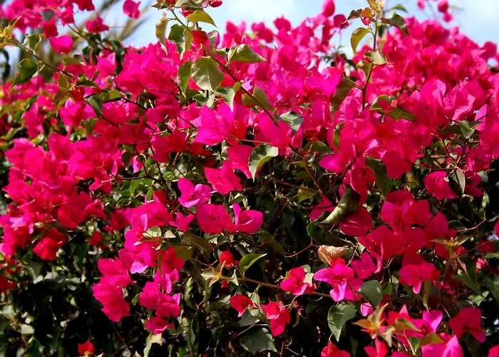 Lägenhet La Colina Nest Torremolinos