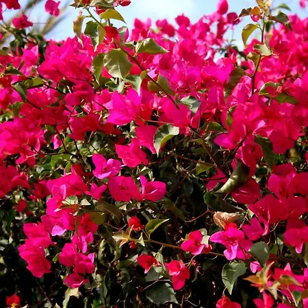 アパート La Colina Nest トレモリノス